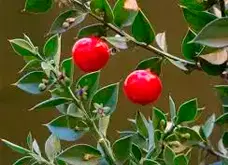 Ruscus Aculeatus