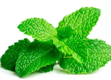 Melilotus y Menthol